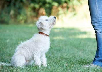 A fluffy white dog sits on the grass, looking up attentively at a person in jeans, capturing a moment of training or obedience practice. 