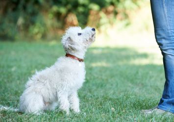 A fluffy white dog sits on the grass, looking up attentively at a person in jeans, capturing a moment of training or obedience practice. 