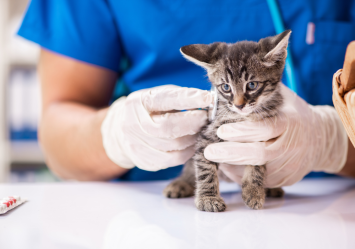 A kitten being examined at the vet for her vaccination shot. 