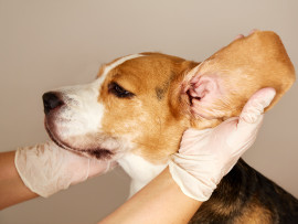 Vet Looking at Dog's Ear for Infection