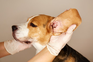Vet Looking at Dog's Ear for Infection