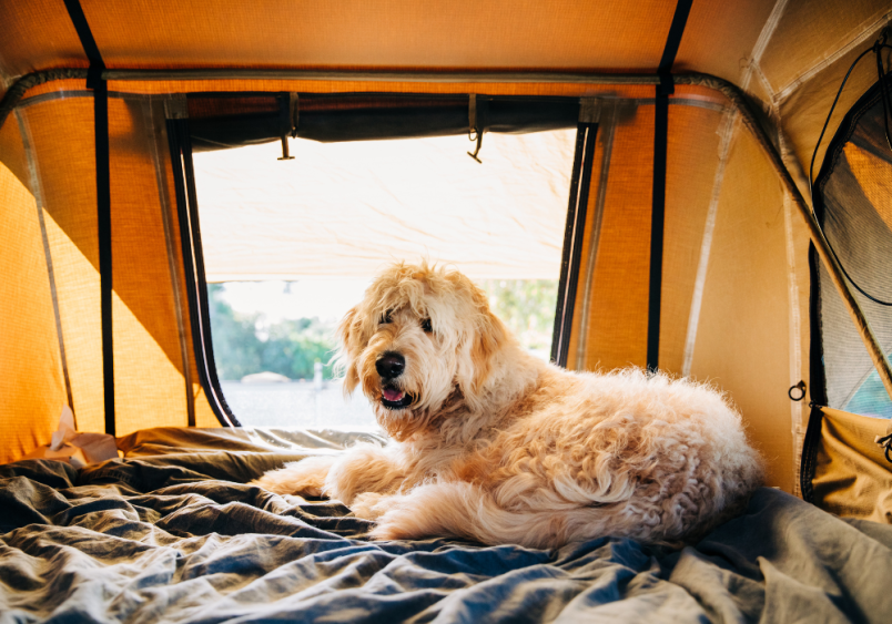 A goldendoodle dog that looks like a teddy bear dog is lounging in this camping car as it goes travelling by land with its humans.