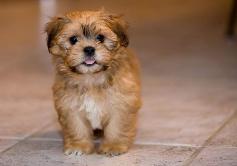 A Zuchon puppy, also known as a Shih Tzu-Bichon mix, standing on a tiled floor with soft, fluffy caramel-colored fur, round black eyes, and a small pink tongue visible, highlighting the breed's adorable and playful nature