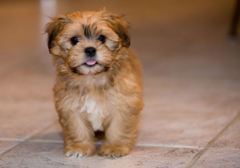 A Zuchon puppy, also known as a Shih Tzu-Bichon mix, standing on a tiled floor with soft, fluffy caramel-colored fur, round black eyes, and a small pink tongue visible, highlighting the breed's adorable and playful nature