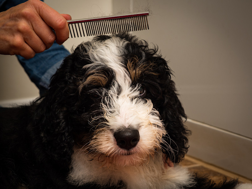 A miniature bernedoodle puppy that is being groomed or brushed by a human being.