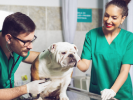 bulldog at vet office