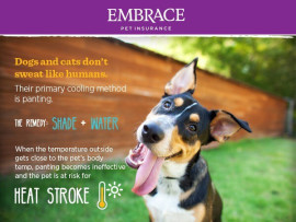 Poster displaying facts of canine heat stroke with a cattle dog sitting in front of a fence