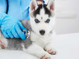 puppy vaccines