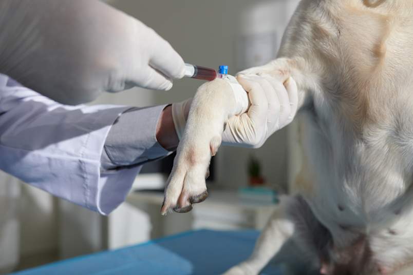 A gloved veterinarian holds a dog's bandaged leg while collecting a blood sample into a labeled tube.