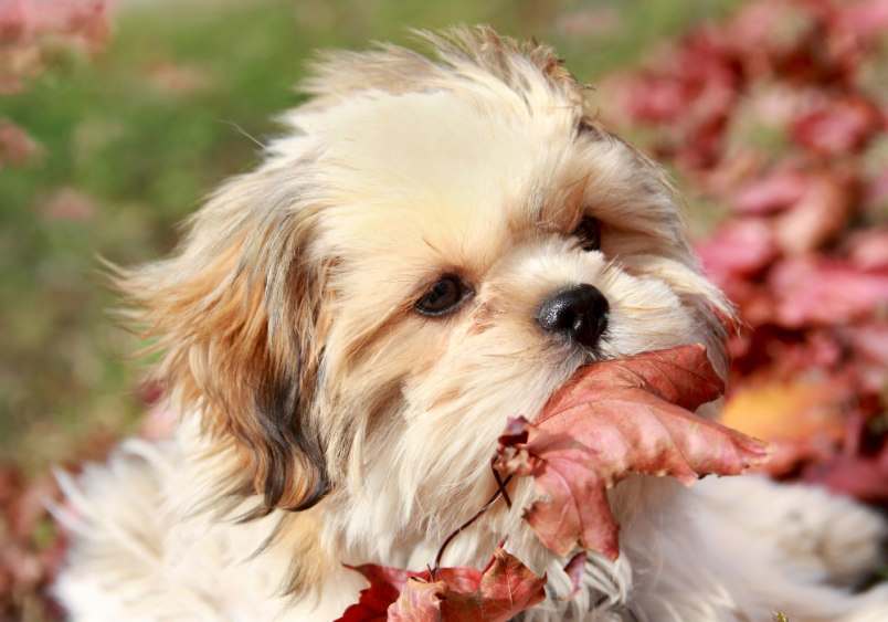 A shih tzu puppy caught on camera eating a leaf.