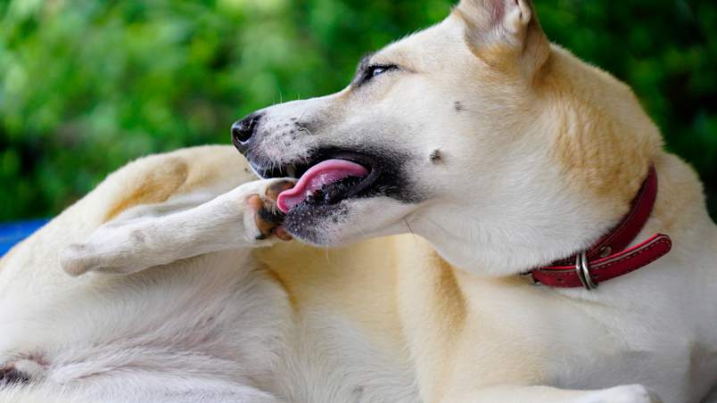 A cream-colored dog with a red collar licks his front paw outdoors, demonstrating a common behavior that leads many pet owners to ask, "Why does my dog lick his paws?" Understanding why dogs lick their paws is the first step toward finding solutions, whether the issue stems from environmental allergens, food sensitivities, or behavioral factors. 