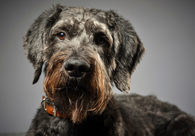 A close-up portrait of a dignified schnoodle with a distinguished salt-and-pepper coat and expressive eyes, showcasing the classic schnauzer poodle mix features including a bearded face and intelligent expression.