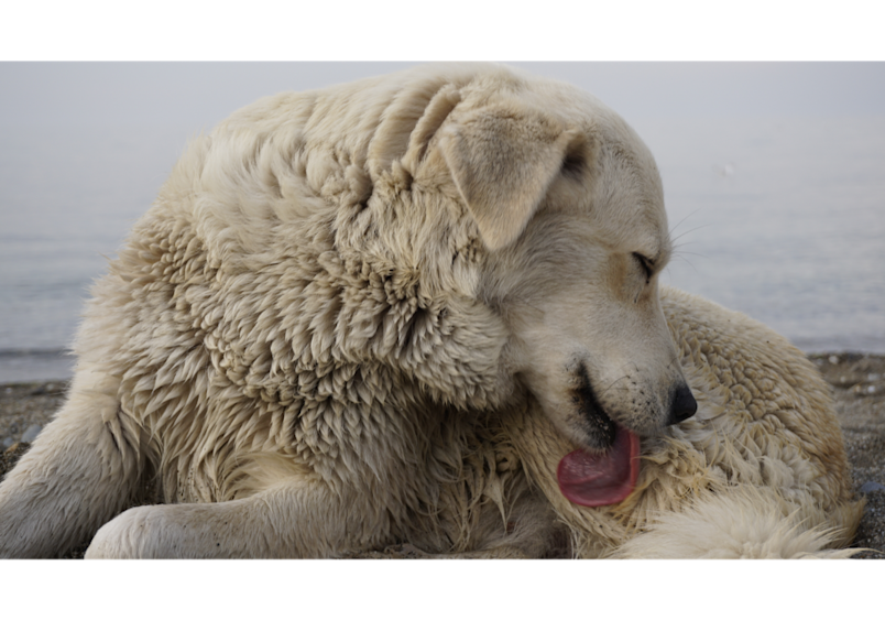 dog demonstrates natural self-grooming behavior, showing why dogs lick themselves as part of their regular hygiene routine. However, if you're wondering "why does my dog lick so much" or "why is my dog licking everything," sometimes the cure is as simple as meeting your dog's mental stimulation needs better, as your dog might be licking because they're bored
