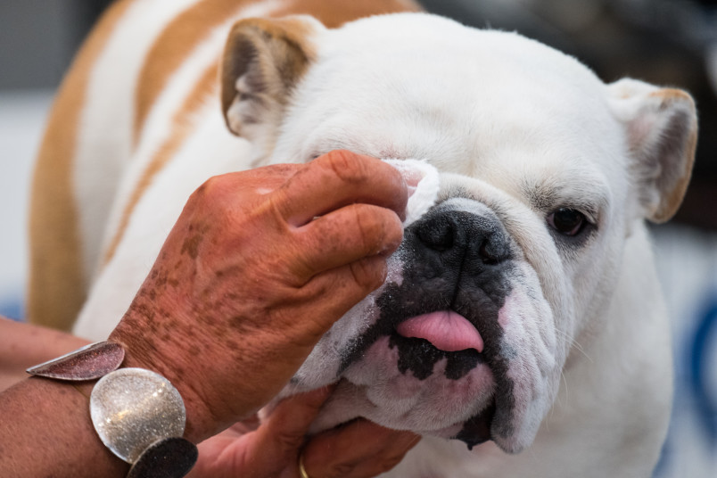 Person Cleaning Bulldog's Skin Fold Dermatitis