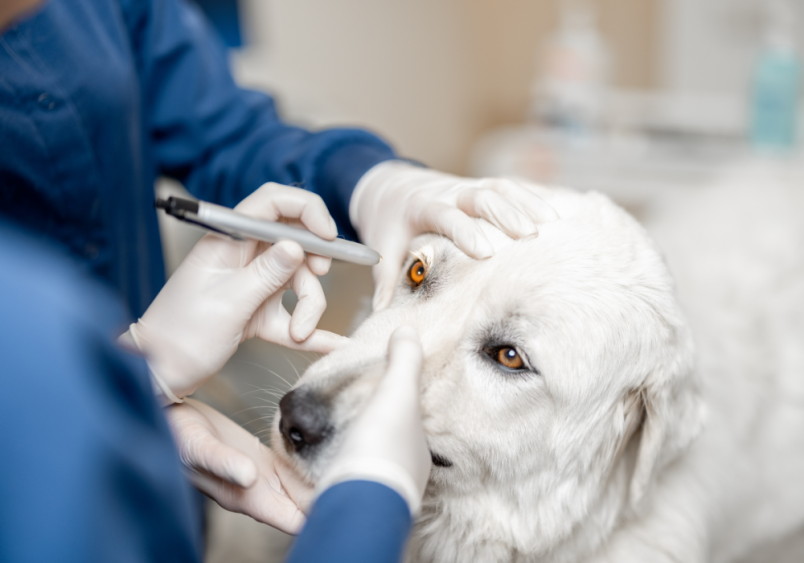 A cute white dog is examined by a vet due to concerns about changes in its eyes, including brown or black spots, size changes, multiple spots, and spots on the white part of the eye. This scenario highlights common issues like black spots on a dog's eye, which may worry pet owners.