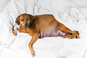 A pregnant Rhodesian Ridgeback dog lying on a soft white bed with a noticeably enlarged, distended abdomen, looking calm but visibly heavy in late pregnancy. This image illustrates one of the most concerning dog pregnancy complications, canine maternal hydrops, also known as hydrops allantois or water puppy syndrome, where excessive fluid accumulates in the placental sacs, causing rapid abdominal swelling. 