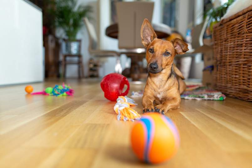 Dog laying on the floor surrounded by toys