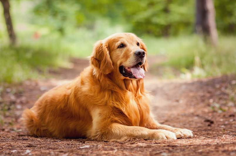 A healthy, glossy-coated Golden Retriever lying calmly on a sunlit forest trail with a relaxed expression and tongue gently out. While this dog appears in excellent condition, larger breeds like Golden Retrievers can be prone to serious dog pregnancy complications including canine maternal hydrops, also known as hydrops allantois or water puppy syndrome. 