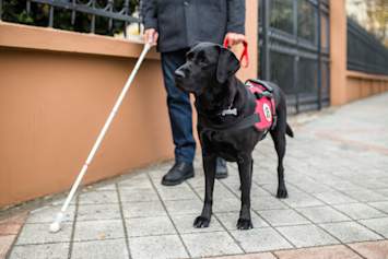 Person Being Guided by Service Dog
