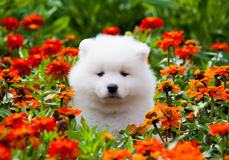 A fluffy white Samoyed puppy sits among vibrant orange and red flowers, embodying the joy of finding the perfect female dog name that's as unique and beautiful as this garden moment.