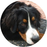 Khal Drogo - Bernese Mountain Dog