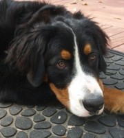 Khal Drogo - Bernese Mountain Dog