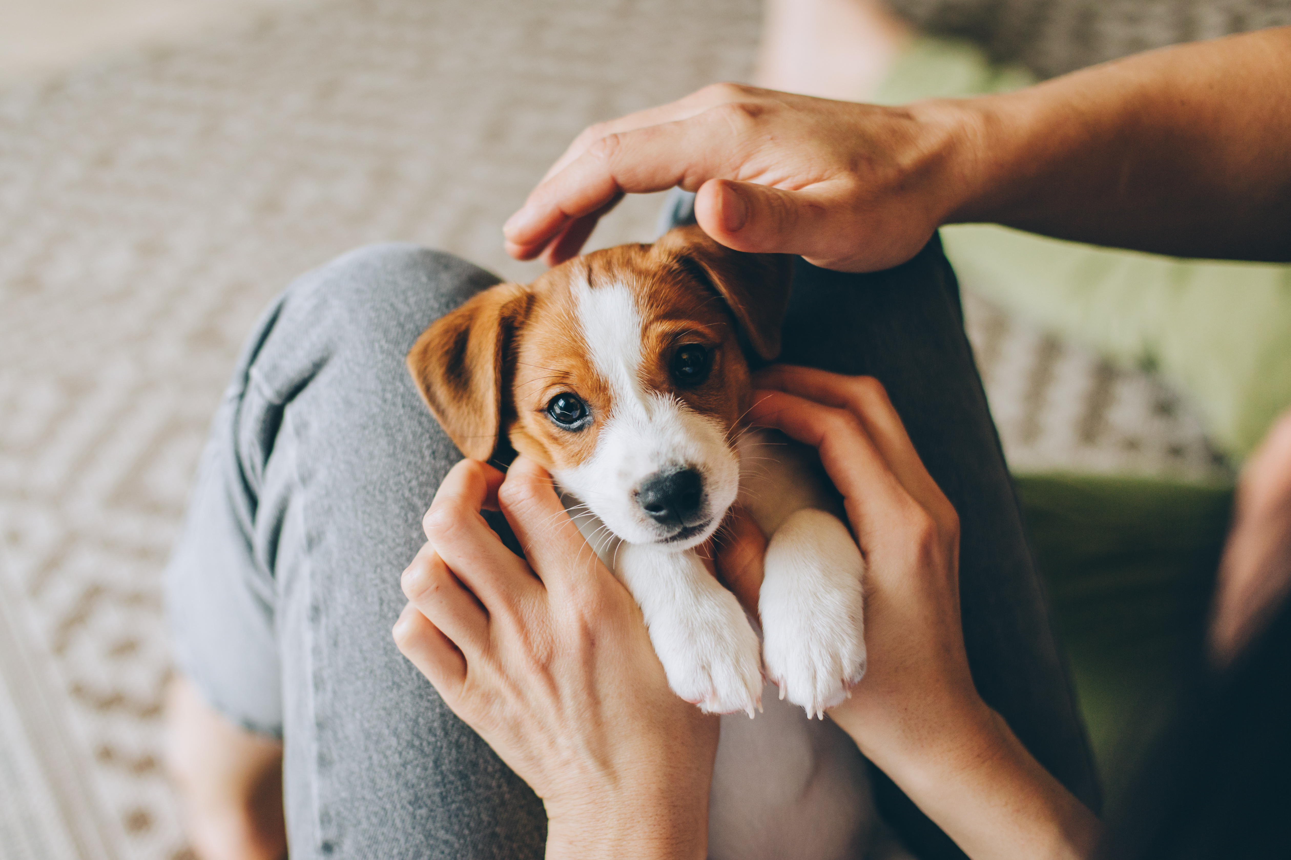 An adorable Jack Russell Terrier puppy with classic brown and white markings gazes up with wide, trusting eyes while cradled gently in its owner's loving hands. With such an innocent face looking up at you, it's natural to want to protect your puppy from every possible harm, including the threat of heartworm disease. 