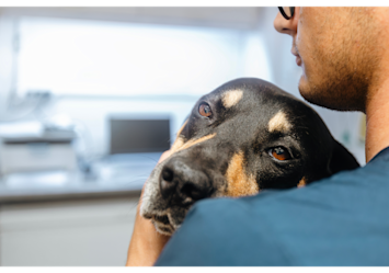 A concerned pet owner holds their dog close while monitoring for signs of respiratory distress, illustrating the importance of recognizing when your dog is wheezing and understanding that dogs can have asthma just like humans.