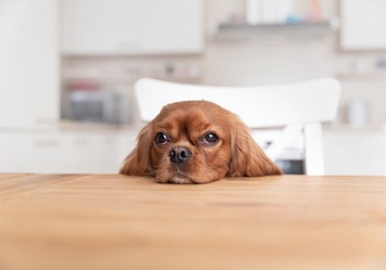 Ruby-colored Cavalier King Charles Spaniel resting its head on a wooden table with sad puppy eyes that might have you wondering can dogs have pepto bismol when their tummy hurts?