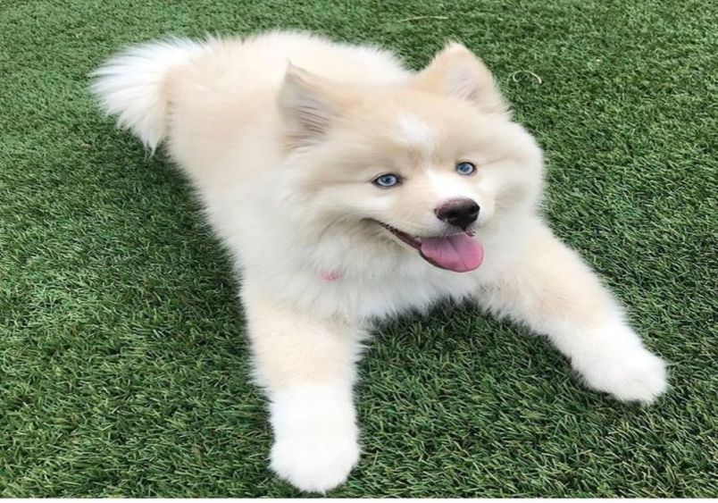 A Pomsky dog with striking blue eyes is happily lying on green grass, showcasing the adorable blend of Pomeranian and Husky traits. 