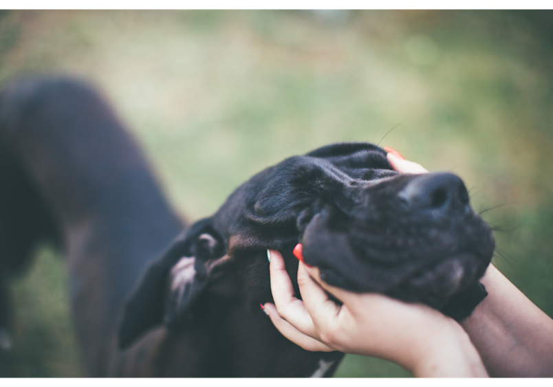 A close-up moment of affection captures a dog’s wet nose—one of its most important tools for exploring the world. A dog’s nose is not only vital for their keen sense of smell but also a subtle indicator of health.