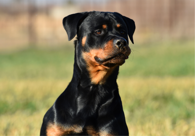 A Rottweiler standing alert with a focused expression against a natural outdoor background.