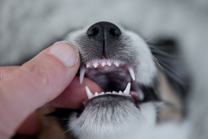 An up close image of the puppy teeth in a teething puppy
