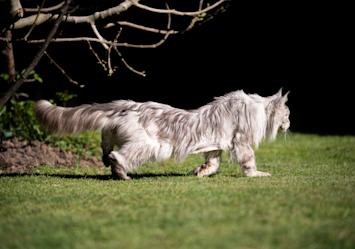A white long-haired cat walks with a noticeably low-slung posture across a green lawn at night, potentially displaying the telltale signs of feline arthritis that can affect a cat's mobility and comfort, especially in their back legs and joints.
