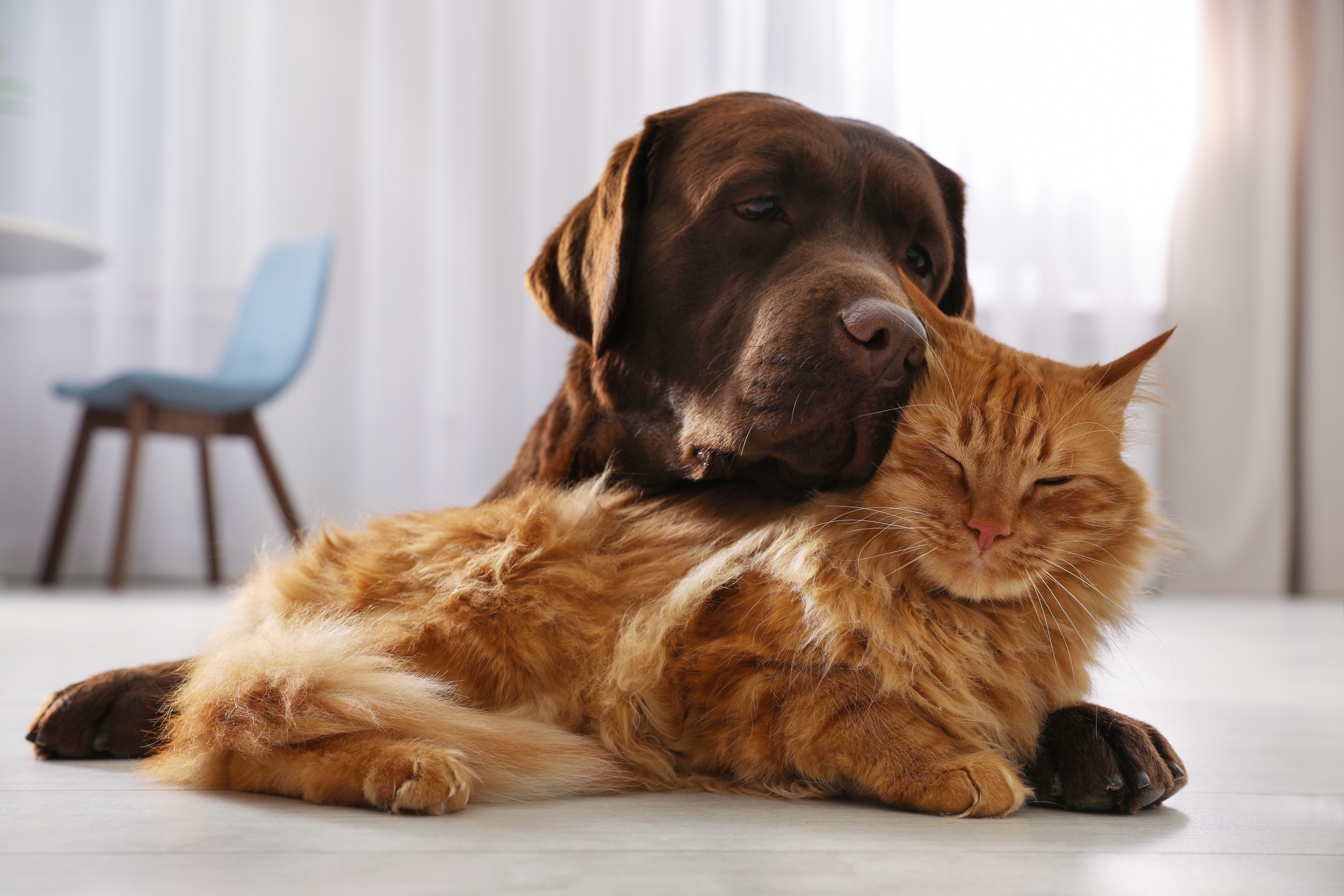 A chocolate Labrador rests its head affectionately against a fluffy orange cat as the two snuggle together on a bright indoor floor.