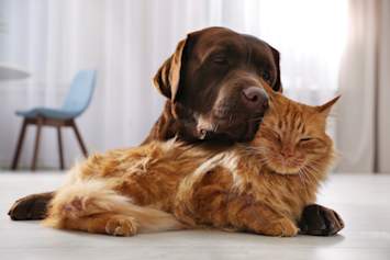 A chocolate Labrador rests its head affectionately against a fluffy orange cat as the two snuggle together on a bright indoor floor.