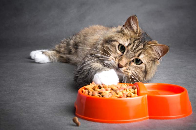 A fluffy tabby cat lies on its side next to a full orange dish of kibble and water, one paw draped over the bowl but not eating. 