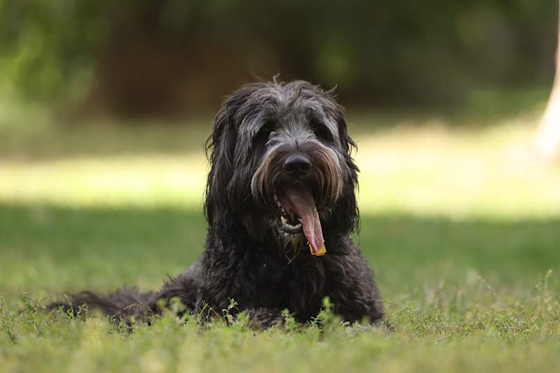 Borderdoodle is captured in an outdoor setting on green grass with its pink tongue playfully hanging out, displaying the friendly and energetic temperament typical of the Border Collie and Poodle mix breed