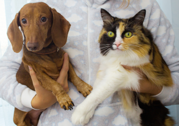 A human holding a dachshund and a calico cat side by side, emphasizing the visual differences between dogs, cats, and humans. The image raises the question: Who sees better – cats, dogs, or humans?