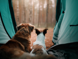 dog camping in tent