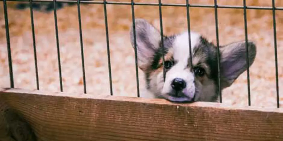 What To Know About Puppy Mills What To Know About Puppy Mills