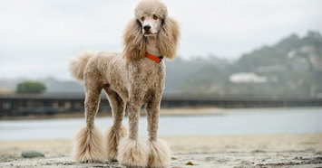 Poodle on the Beach, one of the easiest dog breeds to train