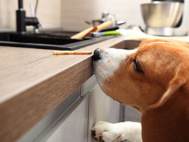 counter surfing