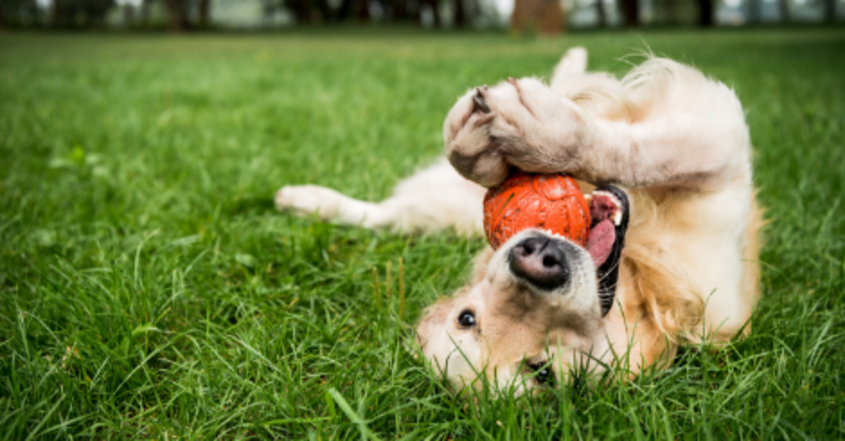 https://images.ctfassets.net/nx3pzsky0bc9/2XM1VR4LV9xQC2OPj7jLaH/1c88cbcb219a4274fc4a985a55c798fc/golden-retriever-playing-with-ball-on-lawn-283033476.png?f=faces&fit=fill&fm=webp&h=627&w=1200