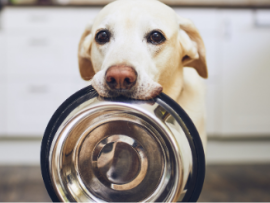 lab holding food dish in mouth