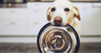 lab holding food dish in mouth