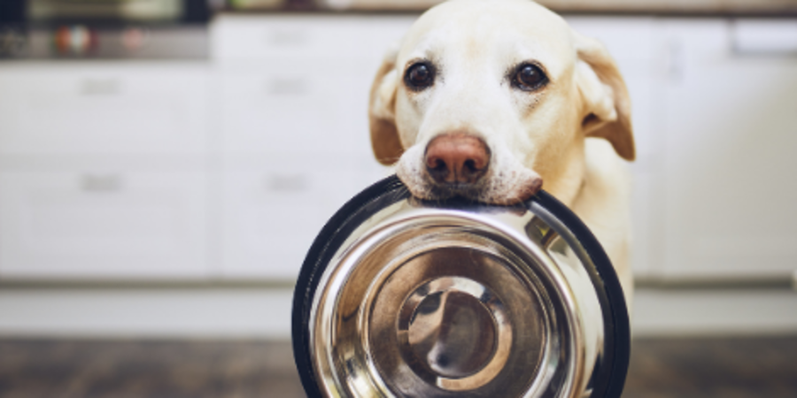 Can Labradors Eat Bananas? (All You Need to Know!) - Animals HQ