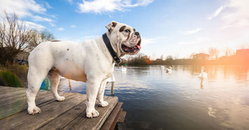 English Bulldog