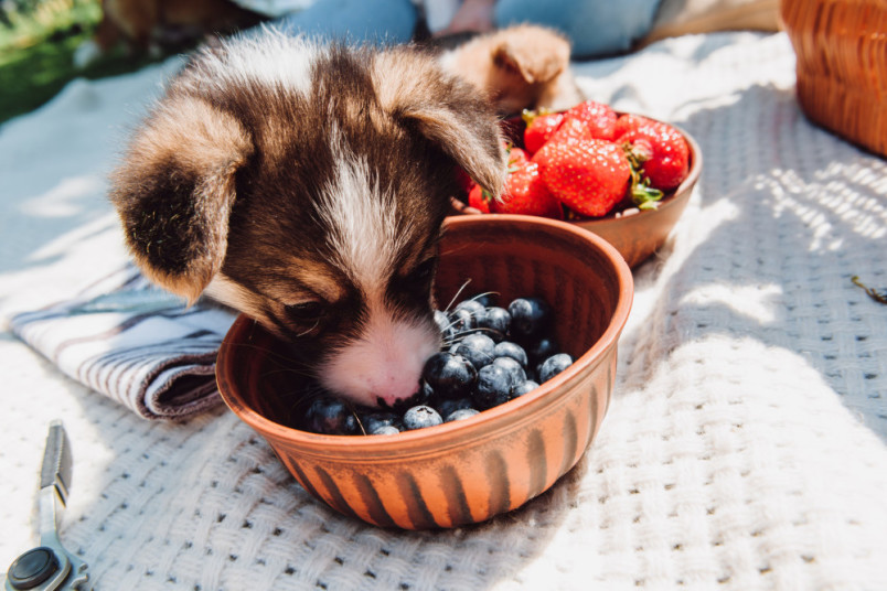 Blueberries good deals for dogs