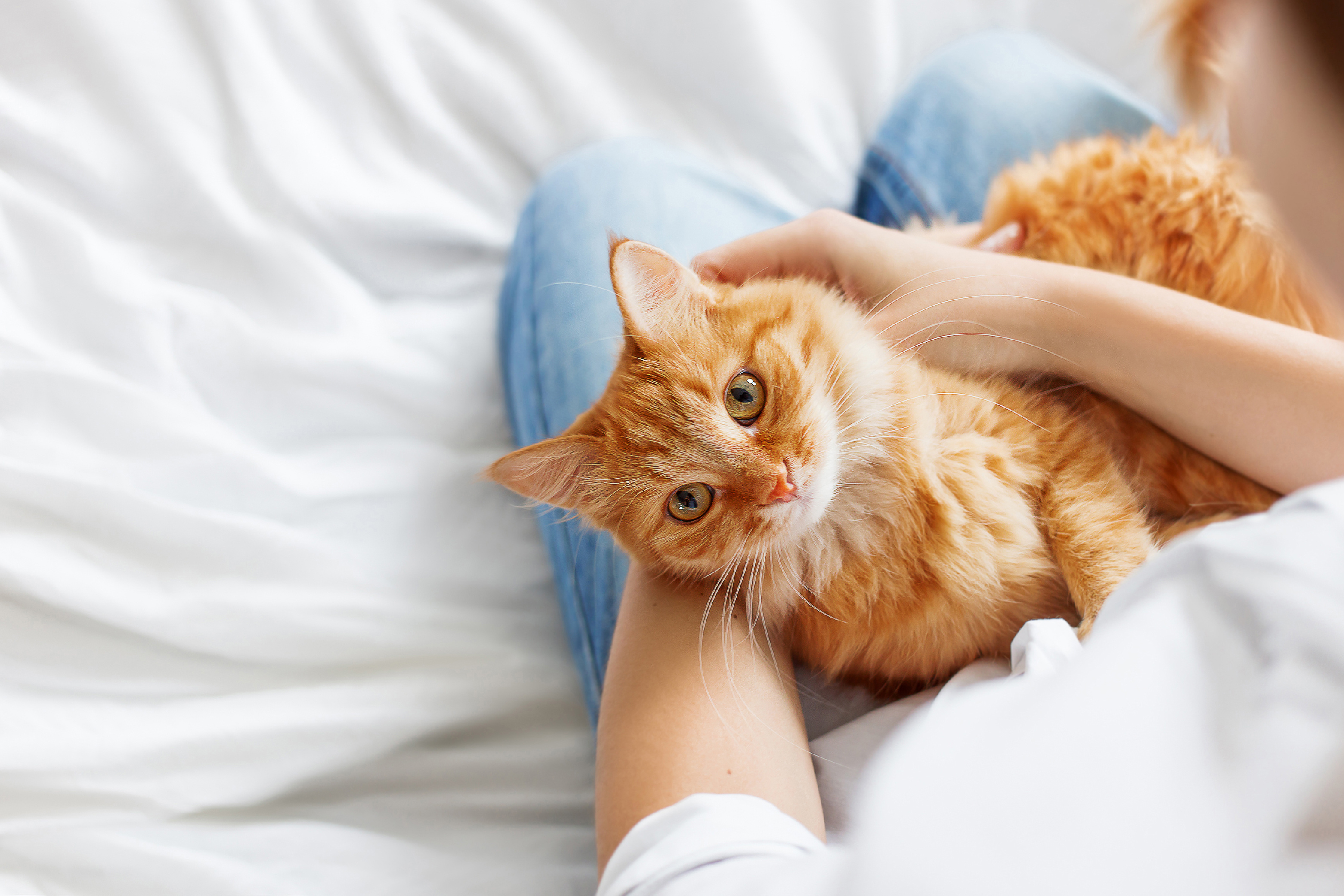 A fluffy orange tabby cat lying calmly in its owner's arms on a soft white bed, looking up with bright golden eyes while being gently petted. This intimate, comforting moment captures the bond between cat and pet parent and highlights the importance of close observation when monitoring feline health, especially when watching for signs of kidney failure in cats. 